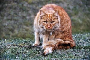 全身脱毛のカウンセリングを比較する際のポイントは？
