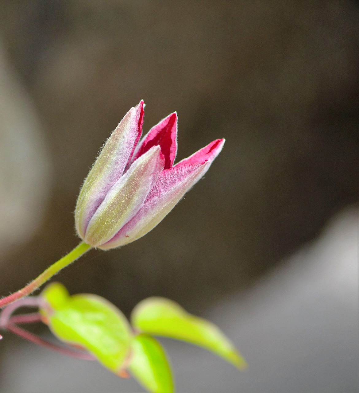 全身脱毛初心者向けのおすすめサロン比較は？
