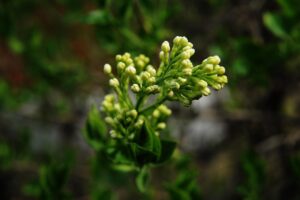 全身脱毛VIO込み料金比較はどれがお得？